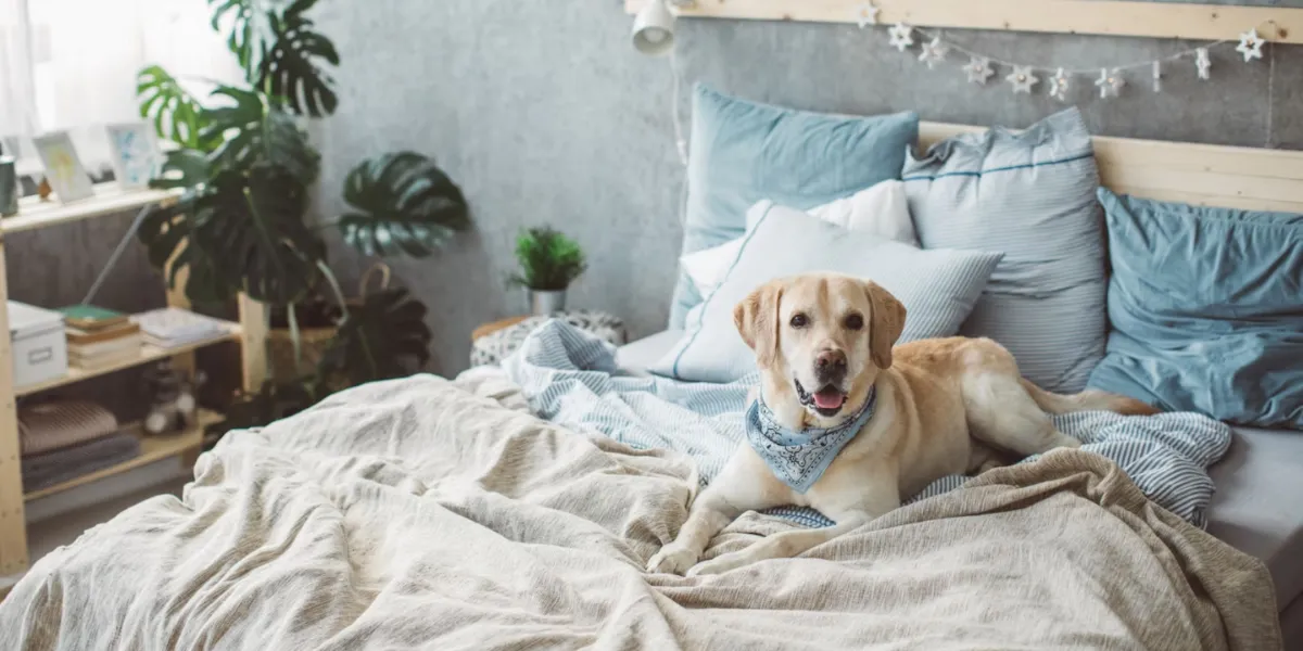 The Best Dogs For Condo Living