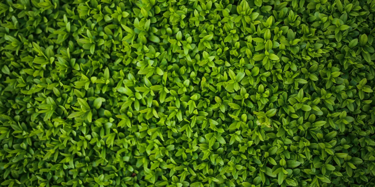 Green Trend: Incorporate Green In Your Home Interior